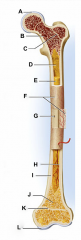 identify D
central cavity of the shaft