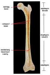 The end of long bone. Thin layer of compact bone with a layer of spongy bone in between.