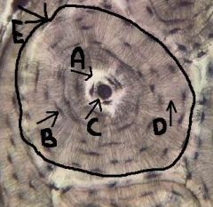 concentric circles, surrounding canal, houses lacuna and osteocytes

(think tree rings)