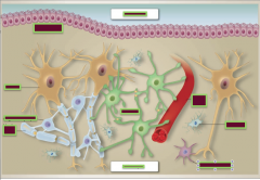 Identify:
Ventricle
Neuropil
Ependyma
Myelin sheath
Oligodendrocyte
Neuron
Blood vessel
Microglia
Polydendrocyte