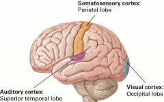 Sensory cortex
Association cortex - Associating information within and across modalities 

Even if a single brain cell dies, it won't erase all memories of the category, as long as some of the network survives