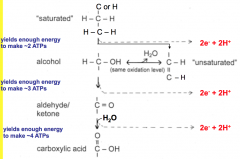 saturated--> unsaturated: 2 ATP


alcohol--> aldehyde/ketone: 3 ATP


alcohol --> carboxylic acid: 4 ATP


All remove 2 e- and 2 H+