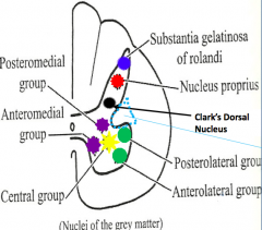 -Substantia gelatinous of roland (SGR)
-Nucleus proprius
-Clark's Dorsal Nucleus
 
These are sensory nuclei