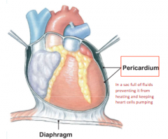 A sac full of fluids preventing it from heating and keeping heart
cells pumping







A tough membrane sac that consists of a thin layer of pericardial fluid that lubricates external surface of the heart as it beats

Inflammation of the pe...