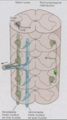 Spinal cord's own interneurons
Go up and down several segments. Can be responsible for abnormal movements in just a few segments.