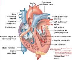 Receive from venae cavae

Send to right ventricle