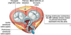 A semilunar valve

Between left ventricle and aorta