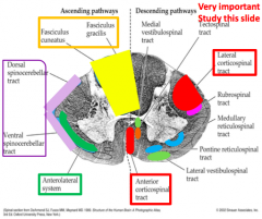 Ascending: anterior spinothalamic (aka anterolateral system)
 
Descending Tracts: Anterior corticospinal, tectospinal, vestibulospinal (medial vestibulospinal tract), reticulospinal (medullary and pontine reticulospinal)