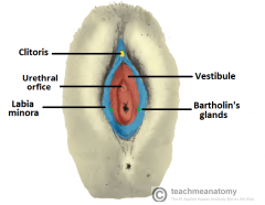 o The external urethral orifice lies between the vaginal orifice and the clitoris 