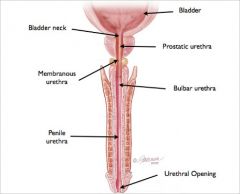 o 2.5cm long o Begins at bladder and passes through prostate gland