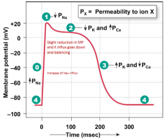 Plateau
Initial
     repolarization is very brief  

AP flattens
     into a plateau as result of two events 
1) Decrease in K+ permeability 
2) Increase in
      Ca2+ permeability 

Voltage-gated
     Ca2+
     activated by depolarizatio...