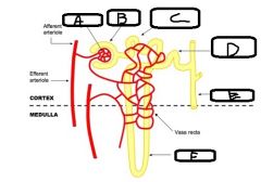 This is an image of a Nephron


*** what is A+B
