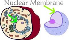 The area that protects the nucleus.