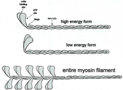 -myosin are like golf clubs
-head and shaft can be at different angles
-high energy "set like a mousetrap"
-low energy "sprung"