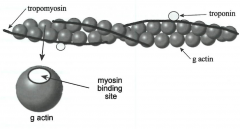 quaternary structure
-made of g actin 
-two pearl strands twisted together
-tropomyosin
--filament protein wrapping
-troponin