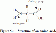 Proteins
Made up of amino acids, type of acid depends on what the 'R' (rest) is