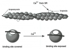 -tropomyosin covers up binding sites of g actins
-Ca++ binds to troponin and tropomyosin moves off binding sites