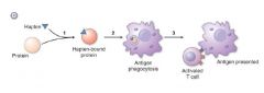  a hapten
binds to a protein (1) and the hapten-
bound 

protein is phagocytosed
by a
 Langerhans cell (2). 
