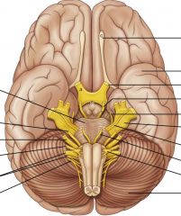 name the cranial nerves
