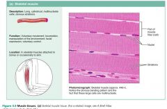 skeletal muscle

Skeletal muscle tissue is packaged by connective tissue sheets into organs called skeletal muscles that are attached to the bones of the skeleton. These muscles form the flesh of the body, and as they contract they pull on bones or skin