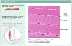 SKELETAL MUSCLE TISSUE is packages into the SKELETAL MUSCLES, or organs that attach to and cover the bony skeleton. SKELETAL MUSCLE FIBERS are the longest muscle cells and have obvious stripes called STRIATIONS. Although it is often activated by reflexes,