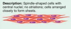 smooth muscle: 
spindle-shaped cells with central nuclei; 
no striations;
cells arranged closely to form sheets