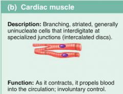 Cardiac muscle tissue occurs ONLY in the heart, where it constitutes the bulk of the heart walls.
As it contracts, it propels blood into the circulation;
INVOLUNTARY control;
Cardiac muscle usually contracts at a fairly steady rate set by the heart's p