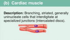 - branching;
- striated;
generally uninucleate cells that interdigitate at specialized junctions (intercalated discs)

CARDIAC / STRIATED / INVOLUNTARY