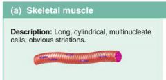 long, cylindrical, multinucleate cells; obvious striations

Skeletal muscle tissue is packaged into the SKELETAL MUSCLES, organs that attach to and cover the bony skeleton.
Skeleton muscle fibers are the longest muscle cells and have obvious stripes ca