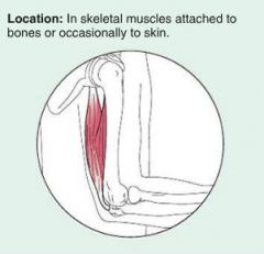 Skeletal muscle is responsible for overall BODY MOBILITY.
It can contract rapidly, but it tires easily and must rest after short periods of activity.
It can be found in SKELETAL MUSCLES attached to BONES or occasionally to SKIN.