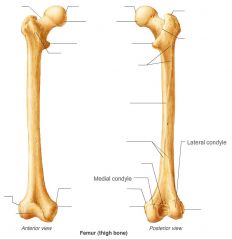 MEDIAL CONDYLE 
LATERAL CONDYLE