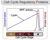 Cyclins (proteins that control cycle by activating cyclin-dependent kinase (Cdk) enzymes)

Cyclins build up to certain points before moving cell cycle to next phase