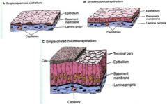 Thick often multiple layers attached to basement membrane
Identified by: cell layers - simple or stratified
- shape - squamous, cuboidal, columnar
- surface - micorvilli or cilia