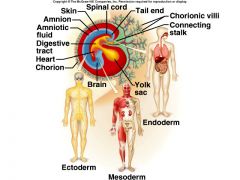 Ectoderm: skin, hair, nerves, spinal chord
Mesoderm: muscles, bones, heart, kidneys, blood, gonads
Endoderm: throat to rectum and lungs
