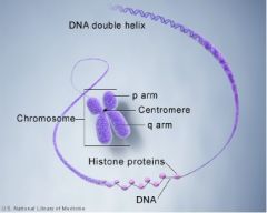 DNA strands wrap around histones => histones bind closely together => make up chromosome
