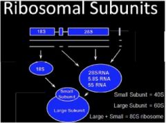 With various ribosomal proteins form the ribosomal subunit needed for protein synthesis
 - Pieces needed 28 S, 5.8 S, 5 S (large subunit)
 - Piece for small subunit (18 S)
Large (60 S) + Small (40 S) = 80 S ribosome