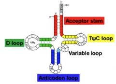 Clover shape with 4 distinct loops created by intra-strand h-bonding between complimentary bases 
- D loop                 - TΨC loop
- Anticodon loop
- Variable loop