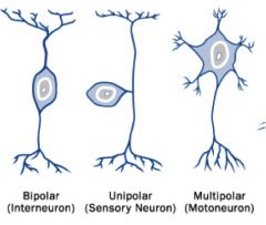 Most common type of axon, most neurons in CNS and motor systems are multipolar