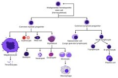 Lymphoid stem cells further differentiate into dendritic cells, t-cells, b-cells, and NK lymphocyte cells