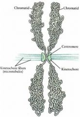Constricted region of chromosome that links the sister chromatids