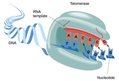 Ribonucleoprotein that uses its own RNA template to extend the 3' end of DNA to fill in the gap left behind by RNA primer. Uses repeat after repeat after repeat 5' - TTAGGG - 3'
