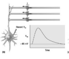 multiple axons innervate the same dendrite or cell body, can be excitatory or inhibitory