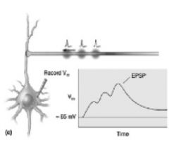 A train of action potentials from a single axon acts on the same dendrite or cell body, can be excitatory or inhibitory