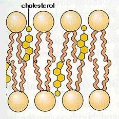 Cholesterol makes the lipid bilayer less deformable and decreases its permeability to small water-soluble molecules.