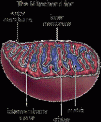 Mitochondria are the cells' power sources. They are distinct organelles with two membranes. Usually they are rod-shaped, however they can be round. The outer membrane limits the organelle. The inner membrane is thrown into folds or shelves that project in