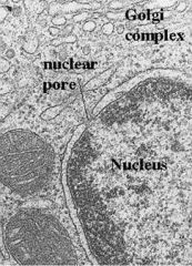 Name the RNA molecules that travel through the nuclear pores and carry the code for protein synthesis.