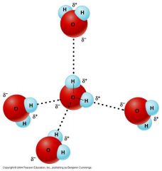 Water molecules showing the hydrogen bonding that exists between negatively charged oxygen and positively charged hydrogen.
