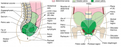 area from the iliac crest to the pelvic floor