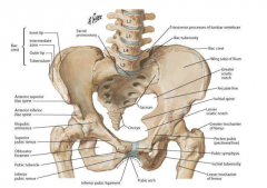 iliac crest
iliac fossa/ala
pubis
ischium
greater/lesser sciatic notch
anterior superior/inferior iliac spine
coccyx
obturator foramen
promentory-- sacrum/L5
pubic symphysis
pectineal line-- arcuate line