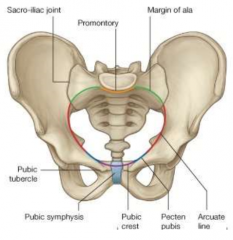 inlet of lesser pelvis
pubic crest, pecten pubis (pectineal line), arcuate line, margin of ala, promentory
